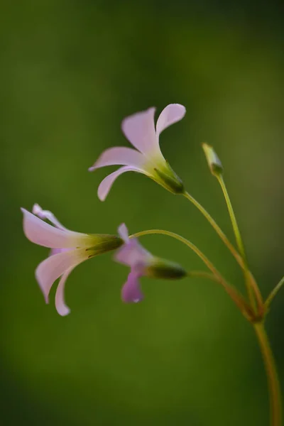 Hermosa Flor Rosa Jardín — Foto de Stock