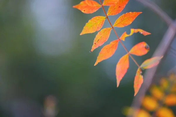 Hojas Otoño Bosque — Foto de Stock