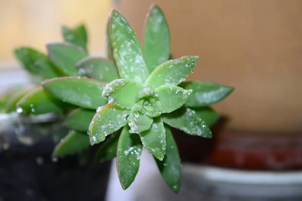 Hojas Verdes Jardín — Foto de Stock