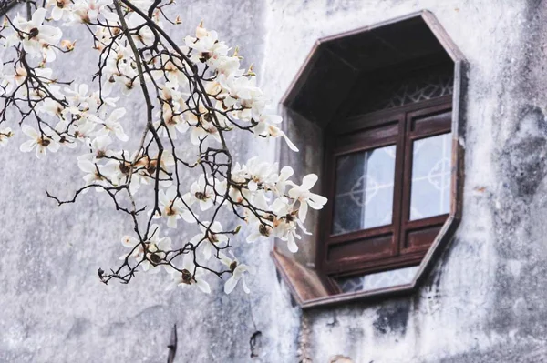 Hermoso Paisaje Invierno Con Árbol — Foto de Stock