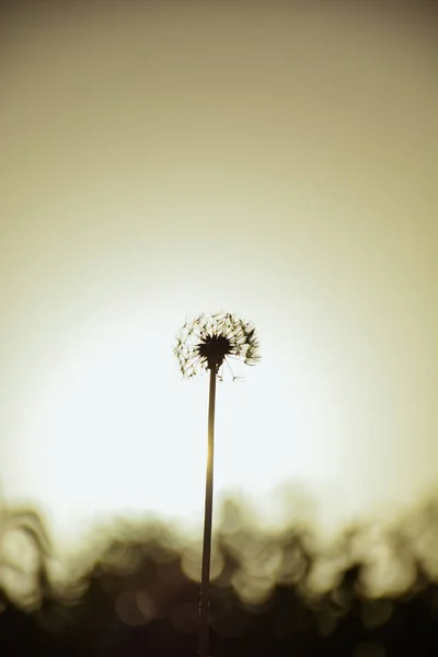 Planta Jardim — Fotografia de Stock