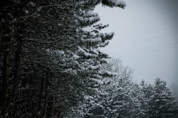 Bosque Invierno Las Montañas — Foto de Stock