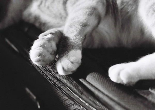 Porträt eines Hundes — Stockbild Porträt Eines Hundes — Stockfoto