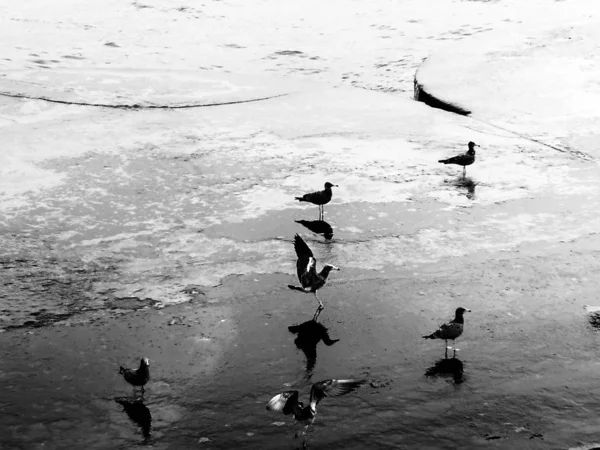 Foto Blanco Negro Las Aves Mar — Foto de Stock