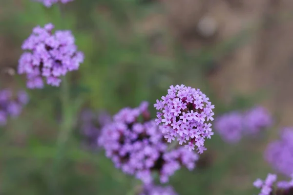 Hermosas Flores Lila Jardín — Foto de Stock