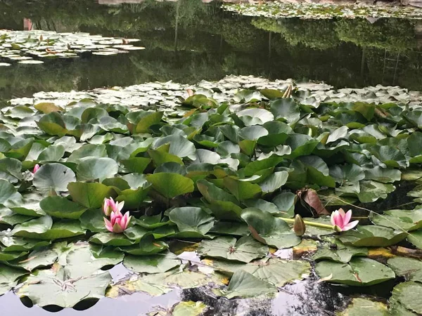 Hermosas Flores Loto Pétalos Nenúfar — Foto de Stock