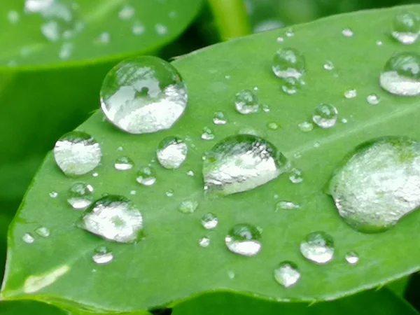 Hoja Con Gotas Agua Flora Húmeda —  Fotos de Stock