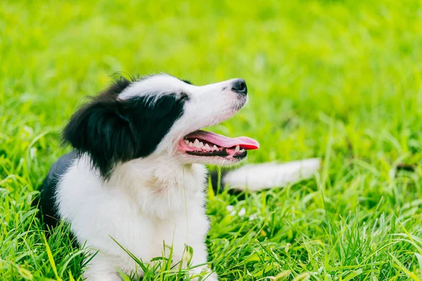 Lindo Perro Parque — Foto de Stock