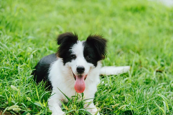 Retrato Lindo Perro — Foto de Stock