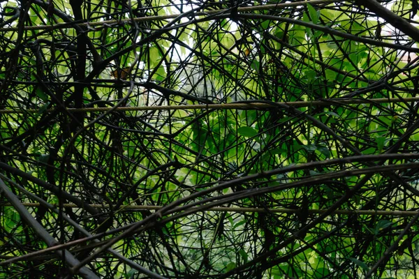 tree branches in forest, flora and nature