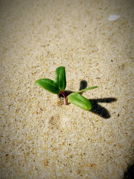 Perto Uma Flor — Fotografia de Stock