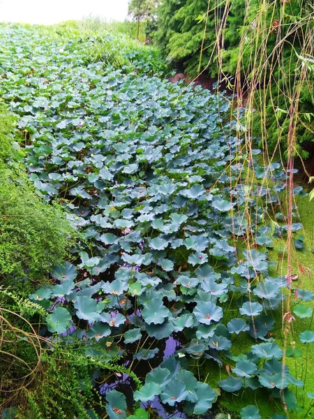 Plantas Verdes Que Crecen Jardín — Foto de Stock