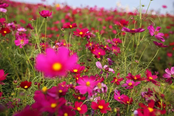 Hermoso Cosmos Rosa Flores Campo — Foto de Stock