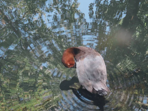 Zicht Een Vogel — Stockfoto