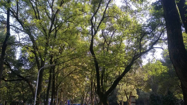 Árboles Verdes Parque — Foto de Stock