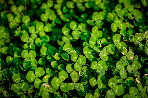 Hojas Verdes Fondo Hojas Verdes Follaje Flora — Foto de Stock