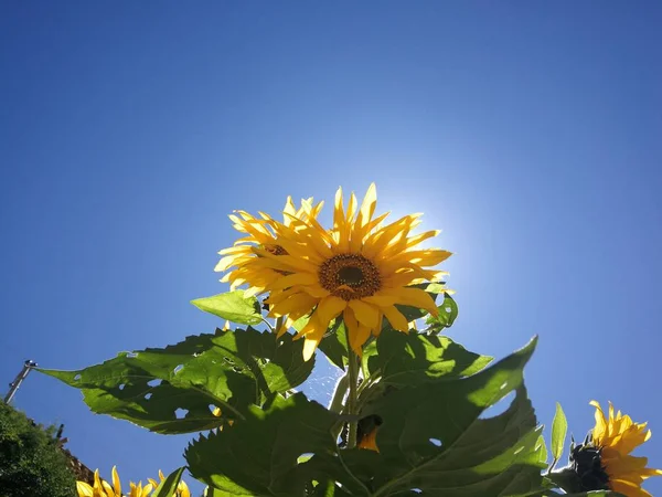sunflower on a background of blue sky