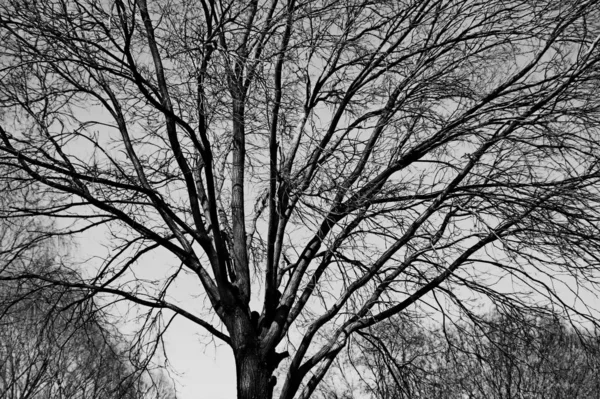 tree branches on a black background