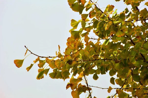 Hojas Otoño Temporada Otoño Follaje — Foto de Stock