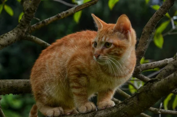 Rote Katze Sitzt Auf Dem Baum — Stockfoto