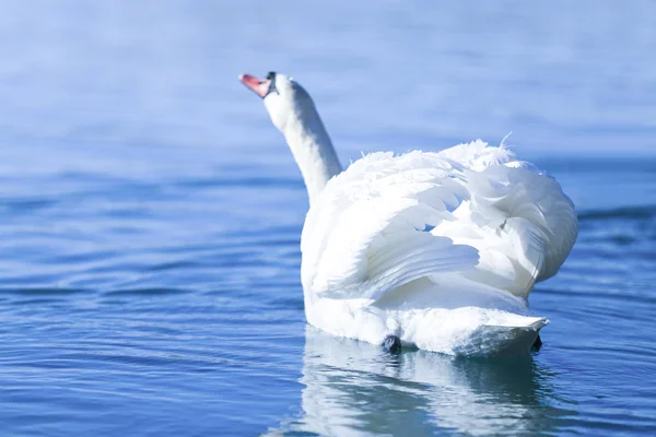 Cigno Sul Lago — Foto Stock