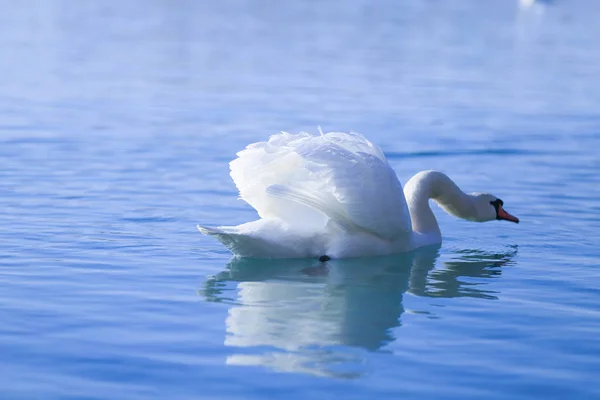 Cigno Bianco Sul Lago — Foto Stock