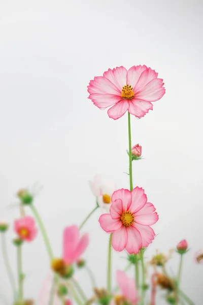 pink cosmos flower on a white background