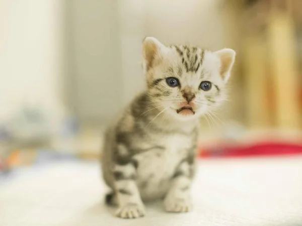 cute cat with a toy