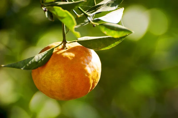 木の上に熟したオレンジのリンゴ — ストック写真