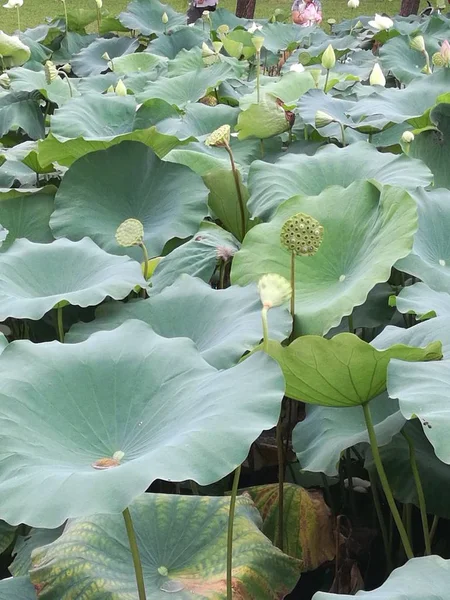 Flor Loto Estanque — Foto de Stock