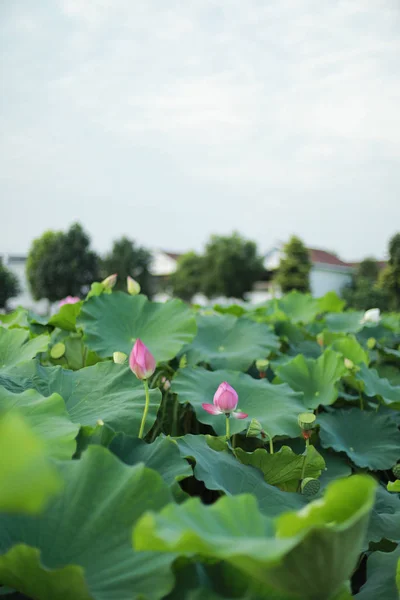 Închiderea Florilor Lotus Iaz — Fotografie, imagine de stoc