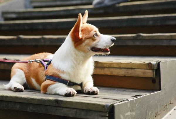 dog on the street