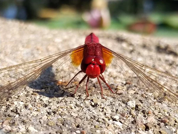 small insect bug, flora and fauna