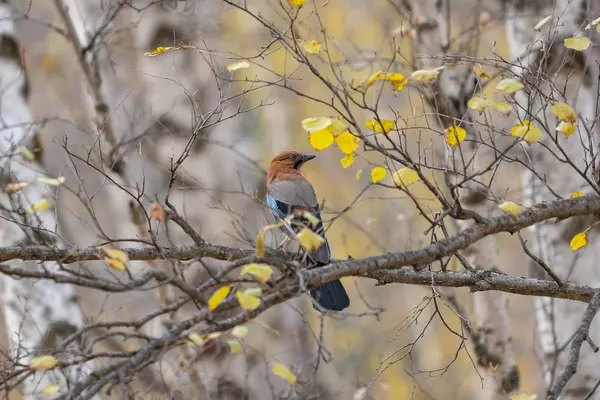 Güzel Bir Kuş Manzarası — Stok fotoğraf