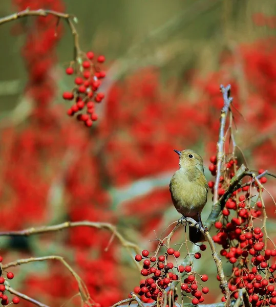 Blick Auf Einen Schönen Vogel — Stockfoto