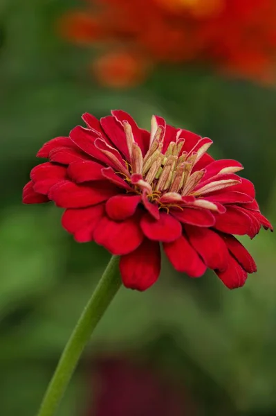 Röd Hibiskusblomma Trädgården — Stockfoto