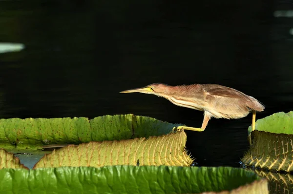 Vista Hermoso Pájaro — Foto de Stock