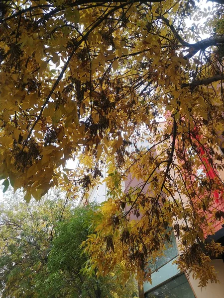 Hojas Otoño Bosque — Foto de Stock