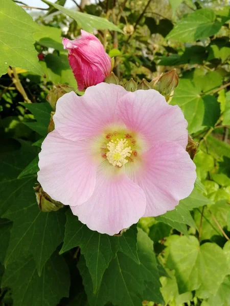 pink hibiscus flower in the garden