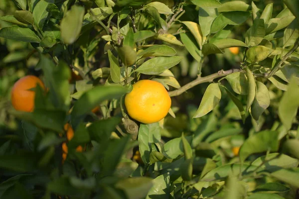 オレンジ色の果実植物を持つ庭の木 — ストック写真