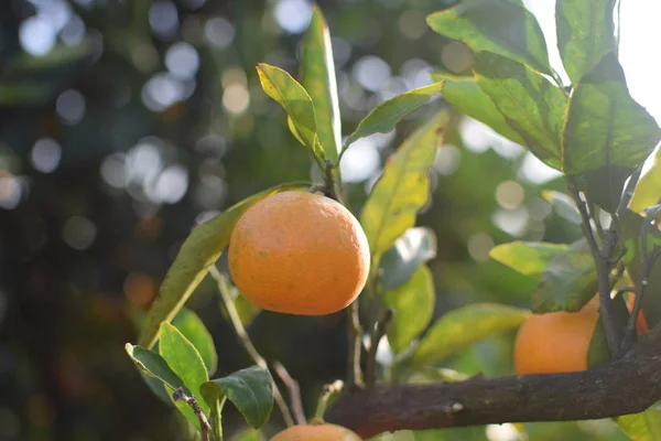 Tuinboom Met Sinaasappelvruchten Flora — Stockfoto