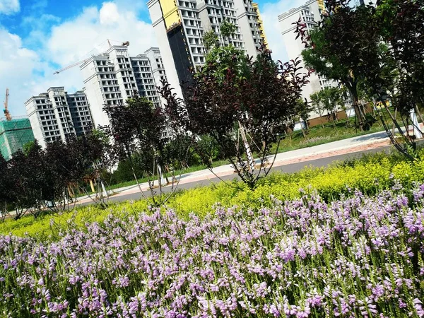 Hermoso Jardín Parque — Foto de Stock