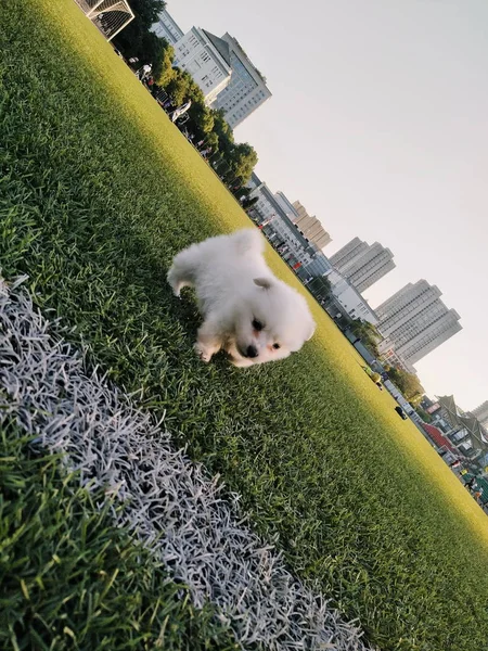 stock image portrait of cute dog 