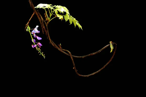 a bunch of gold flowers on a black background