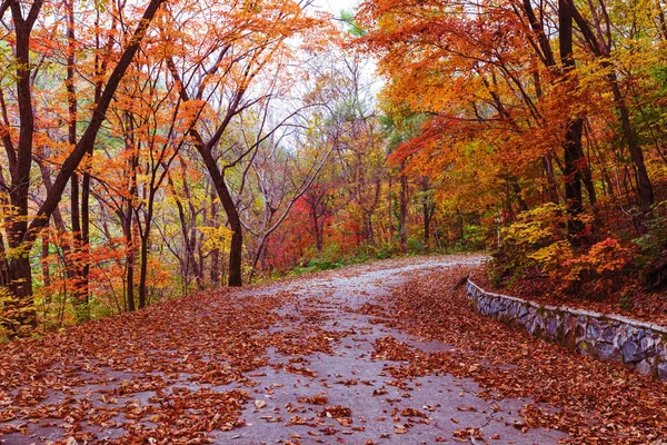 Podzimní Krajina Parku — Stock fotografie