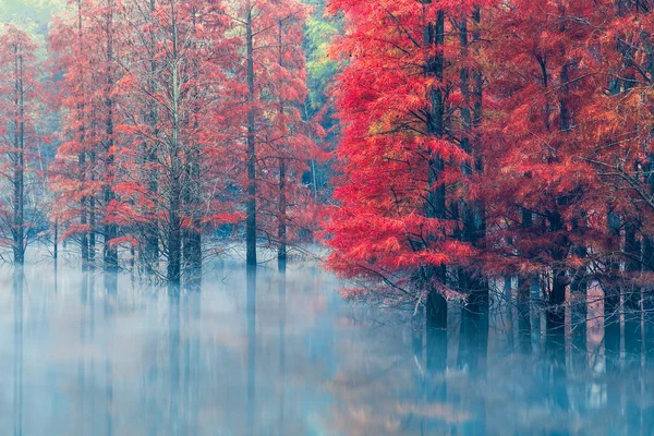 autumn forest in morning, nature flora