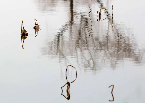 Pájaro Nadando Lago — Foto de Stock