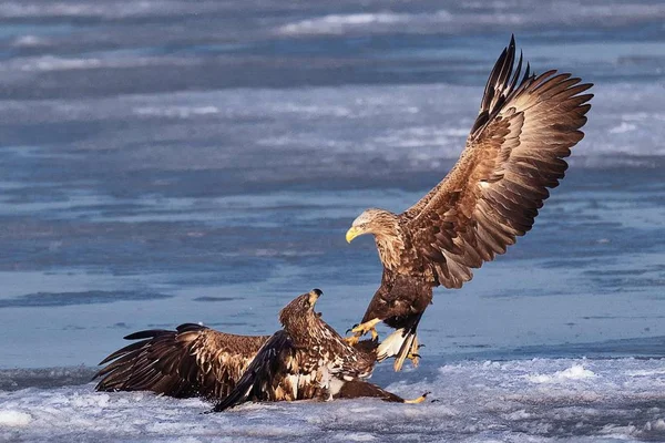 group of birds in nature