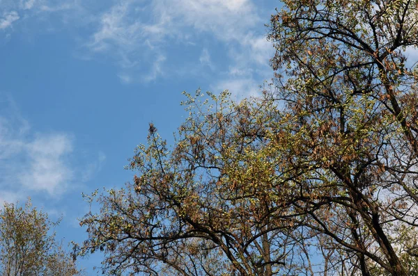 tree branches in forest, flora and nature