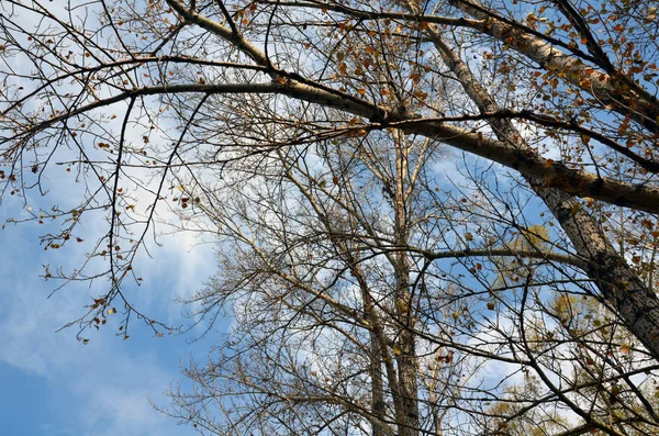 Ramas Árboles Bosque Flora Naturaleza — Foto de Stock